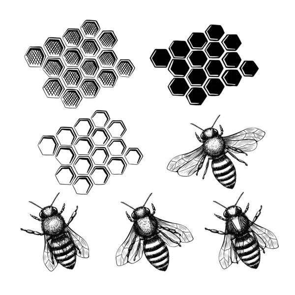 Peineta y abeja engastados en estilo boceto sobre fondo negro. Naturaleza vector vintage ilustración diseño elemento conjunto. Dibujo manual. — Archivo Imágenes Vectoriales