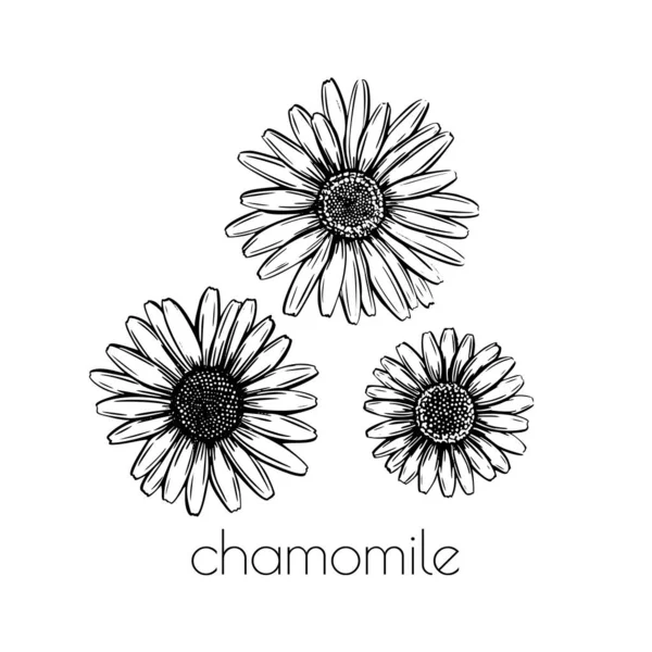 Papatya çiçeği skeci. El çizimi stili. Kalıplar bırakır. Güzel bir çiçek arka plan tasarımı. Satır sanatı.