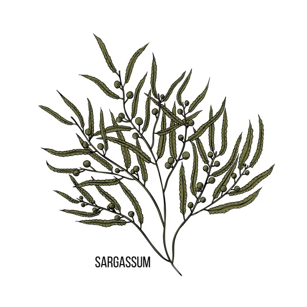 Ilustração do doodle do vintage com esboço preto das algas do sargassum. Arte de linha vetorial. — Vetor de Stock