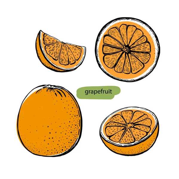 Modern grapefrukt skiss set, bra design för alla ändamål. Elegant stil.. skissera illustration. Handritad fruktjuice. Vektorritning. — Stock vektor