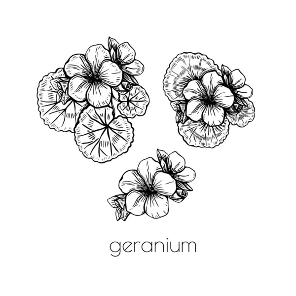 Rosa geranium blomma ställa skiss i vintage stil på vit bakgrund. Blommig illustration. Natur vacker vektor handritad blommig design. — Stock vektor