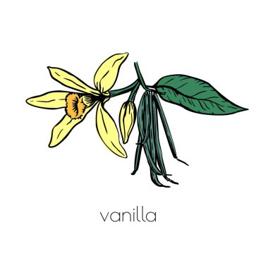 Klasik vanilya çiçeği çizimi, her amaç için harika bir tasarım. Vektör beyaz arkaplan.