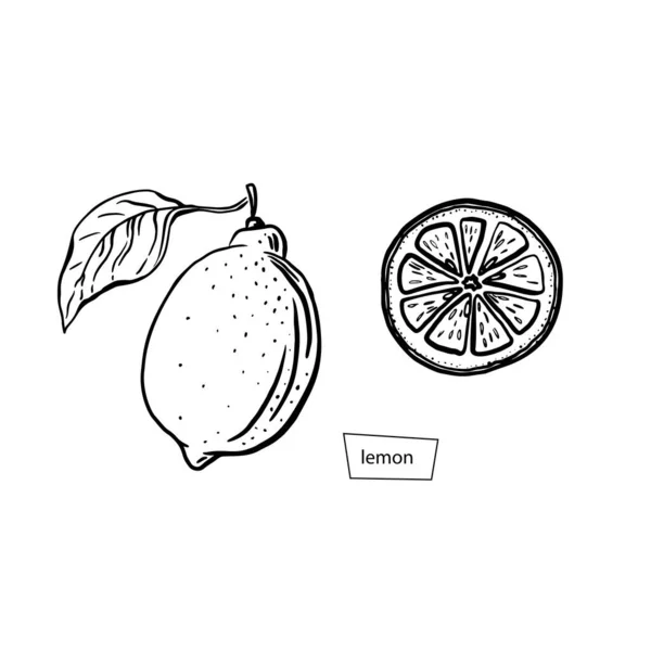 Vintage citron skiss set svart, bra design för alla ändamål. Handritad stil. Vektorikon. Friska vegetariska livsmedel. Grafiskt element. — Stock vektor