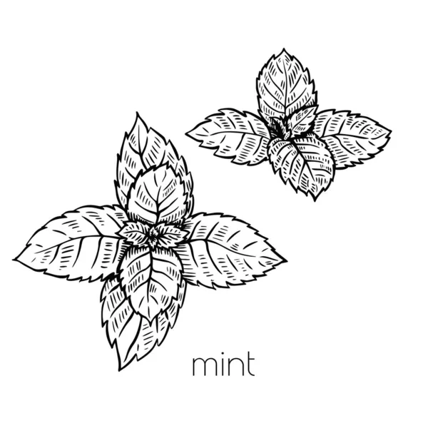 Mynta blad växt i skiss stil på vit bakgrund. Naturvektorn. Matlagning illustration design. Isolerad ritning — Stock vektor