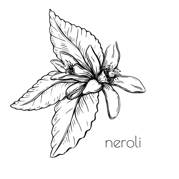 Neroli flor deixa esboço no fundo branco. Primavera ilustração cor floral. Verão decoração botânica vetor — Vetor de Stock