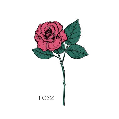 Dekoratif tasarım için gül çiçeği çizimi. Vektör sanat illüstrasyonu. Romantik tarzda. Çiçek rengi arkaplanı