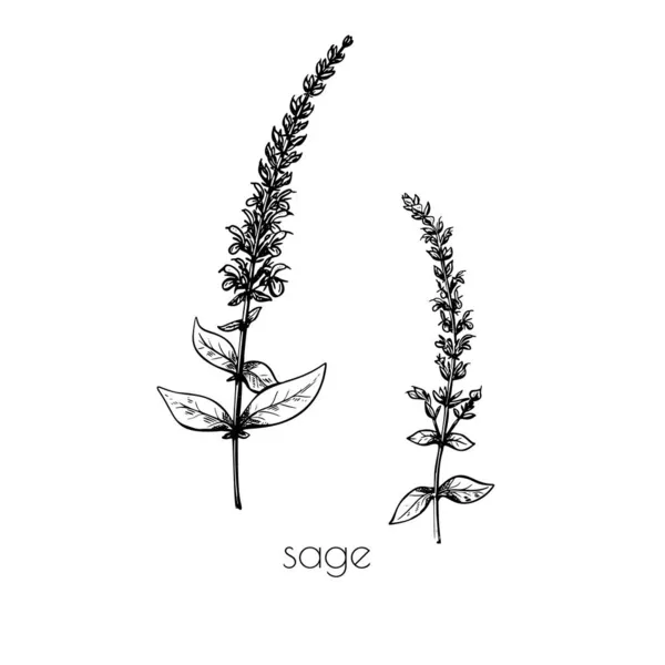 Salvia skiss ritad i graverad stil på svart bakgrund. Dekoration illustration. Konst grafisk vektor design. — Stock vektor