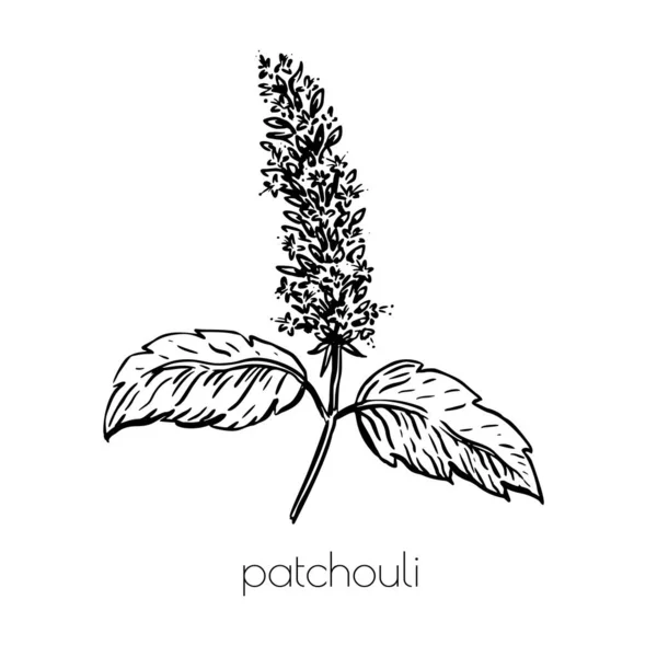 Patchouli skiss i vintage stil. Naturbakgrund. — Stock vektor