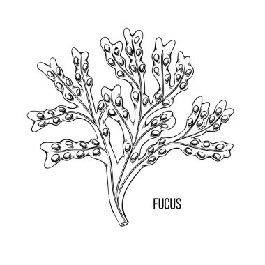 Yosun - fukus. Yeşil ve kırmızı yenilebilir yosun. Beyaz arka planda siyah çizgi mürekkep çizimi. Vektör el çizimi çizimi çizgi film.