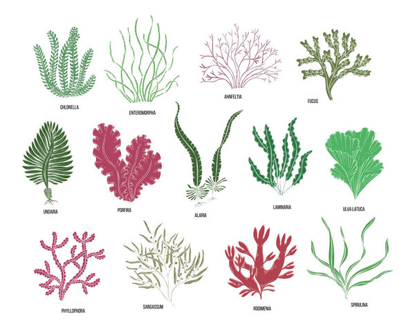 Hand drawn algae black set on white background. Vector illustration isolated sketch. Line art.
