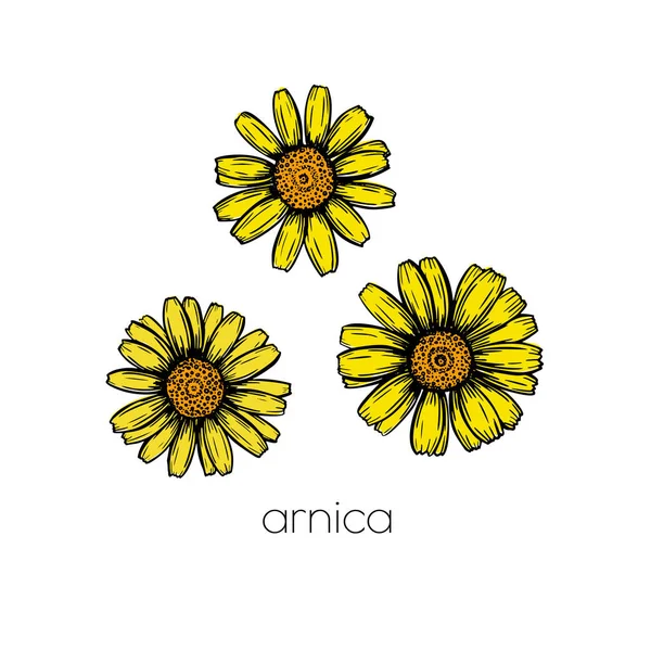Arnicas blomskiss. Handritad stil. Lämnar mönster. Vacker blommig bakgrund design. Linjekonst. — Stock vektor