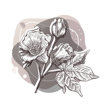 Kumaş tasarımı için pamuk çiçek şablonu olan güzel bir eskiz kartı. Bitki bilimi. Pastel yumuşak. El çizimi vektör seti. Vintage, retro geometrik çizim