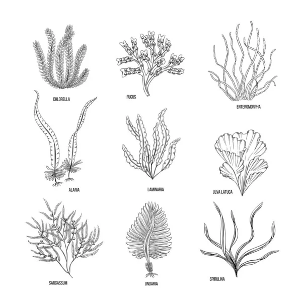 Beyaz arka planda el yapımı siyah yosun seti. Vektör çizimi izole edildi. Satır sanatı.