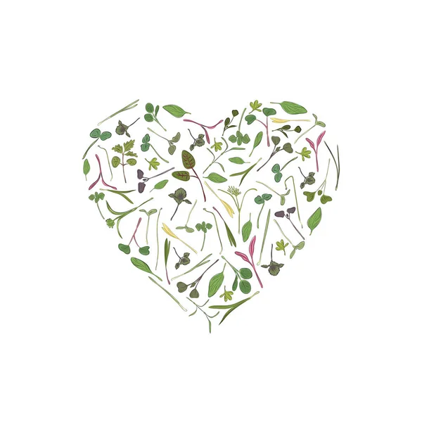 Vector heart frame template with microgreen. Herbs - pea, sunflower, onion, corn, basil, china rose, spinach, fennel, sorrel, collard, dill, salad burnet, kohlabi, barley, tatsoi on white background. — Stock Vector