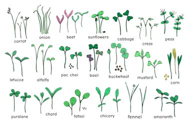 Büyük bir mikroyeşil vektör kümesi. Bitki yeşili - havuç, hindiba, purslane, turp, pancar, lahana, lahana, yonca, soğan, pac choi, brokoli, hardal, beyaz arka planda yeşil salata..