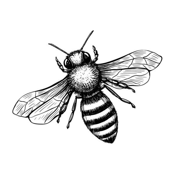 Bee i skiss stil på svart bakgrund. Naturvektor vintage illustration designelement set. Handritning Stockillustration