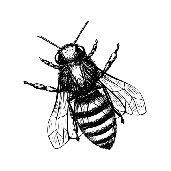 Bee i skiss stil på svart bakgrund. Naturvektor vintage illustration designelement set. Handritning Royaltyfria Stockvektorer
