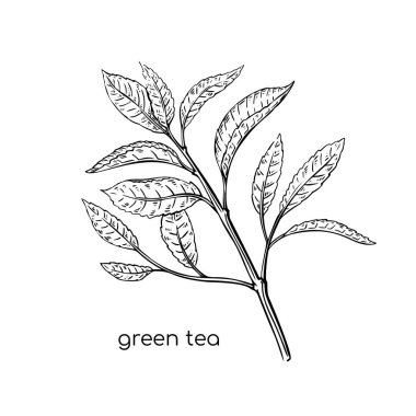 Beyaz arka planda elde çizilmiş yeşil çay çizimi bitkisi. Çizgi çizimi. Vektör izole çizim. Taze bitki..