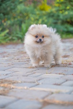 kabarık pomeranian köpek yavrusu