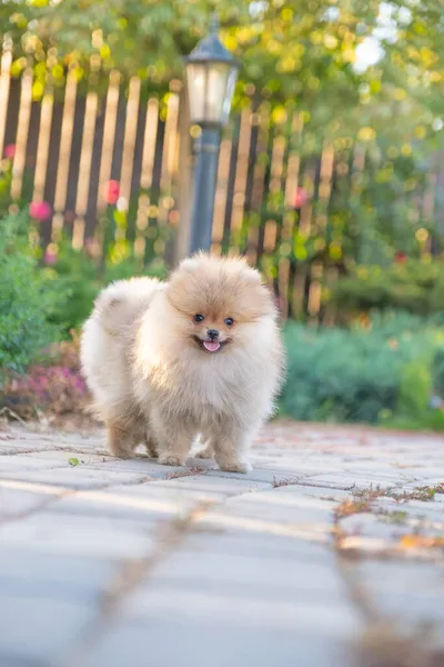 Pofuduk Pomeranya Köpeği Parkta Yürüyüşe Çıktı — Stok fotoğraf