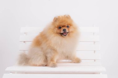 Pomerenian tükürük köpeği