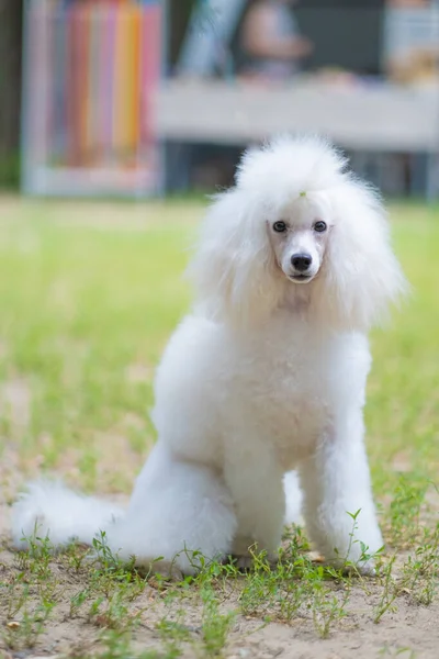 Poodle de brinquedo branco — Fotografia de Stock