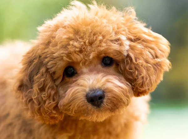 Een rode poedel puppy — Stockfoto