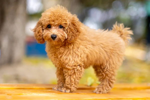 Un cucciolo di barboncino rosso — Foto Stock