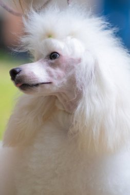 Beyaz oyuncak kaniş 