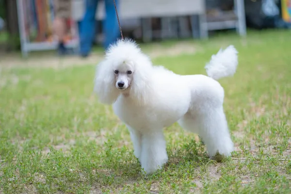 White toy poodle — Stock Photo, Image