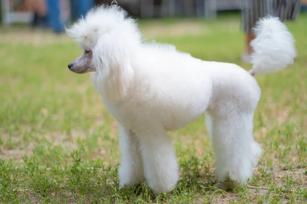 White toy poodle — Stock Photo, Image