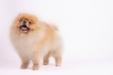 Pomerenian tükürük köpeği