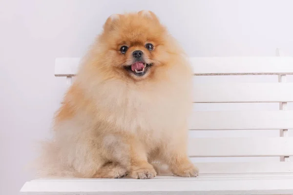 Pommerscher Spitzhund — Stockfoto