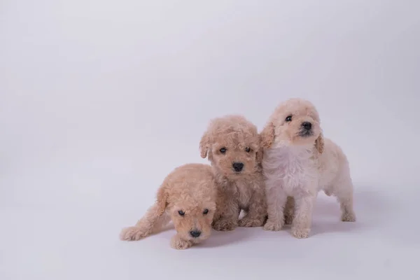 Três cães poodle brinquedo — Fotografia de Stock