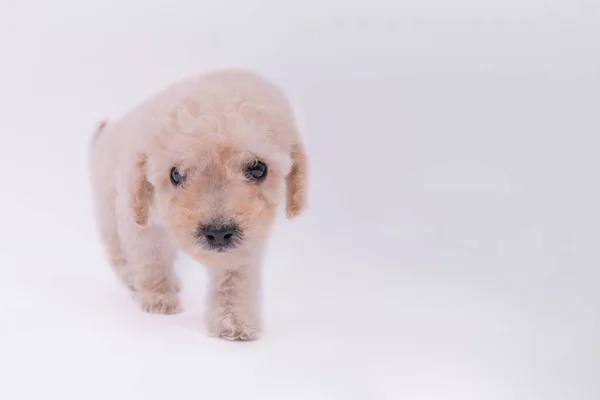 Brinquedo poodle cão — Fotografia de Stock