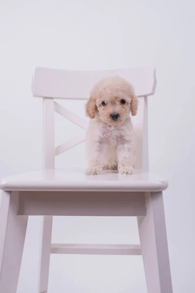 Brinquedo poodle cão — Fotografia de Stock