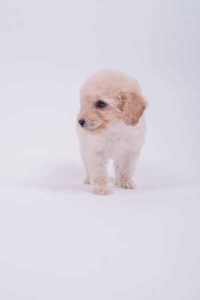 Toy poodle dog — Stock Photo, Image