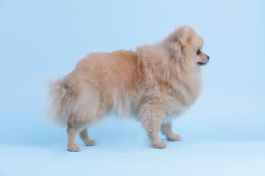 Pomeranian spitz köpek 
