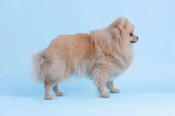 Pommeren spitz hond — Stockfoto