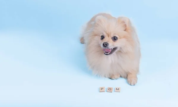 Pomeranian spitz dog — Stock Photo, Image