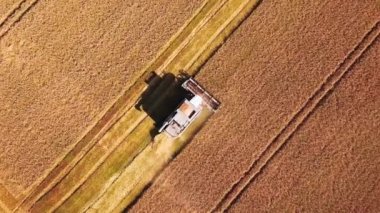 Aerial view of combine harvester. Harvest of wheat field. Industrial footage on agricultural theme. Agriculture in Russia from drone above.
