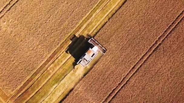 Aerial view of combine harvester. Harvest of wheat field. Industrial footage on agricultural theme. Agriculture in Russia from drone above. — Vídeo de stock