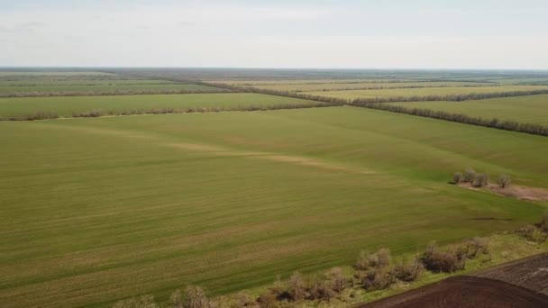 Aerial view of green agricultural fields in spring with fresh vegetation after seeding season on a warm sunny day. Russia. Azov region. — Stockvideo