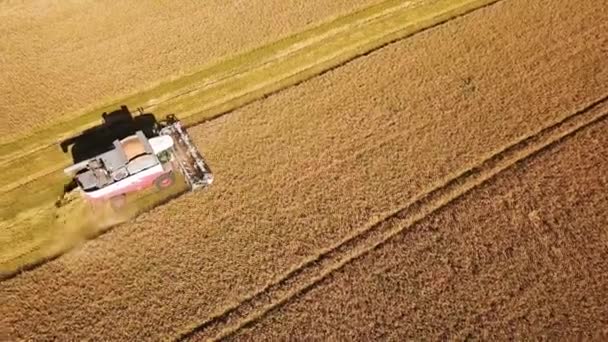 Vista aérea de cosechadora. Cosecha de campo de trigo. Imágenes industriales sobre el tema agrícola. Agricultura en Rusia desde el dron de arriba. — Vídeo de stock