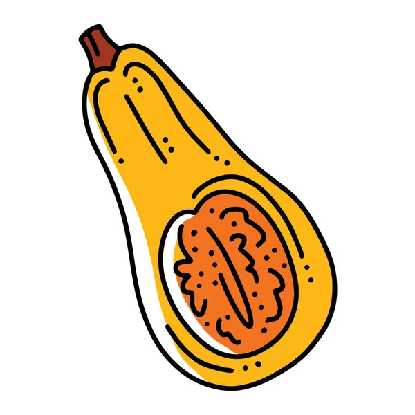 Nootmuskaatpompoen, cucurbita moschata lineaire cartoon vector icoon in doodle stijl — Stockvector