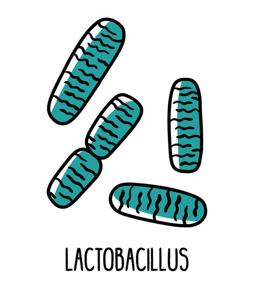 Lactobacillus бактерии в кишечной микрофлоре, векторные иллюстрации