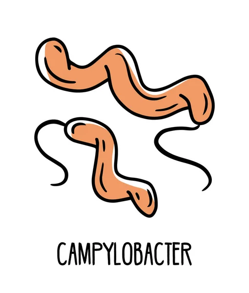 Bakteri melengkung gram-negatif Campylobacter pada mikroflora usus manusia - Stok Vektor