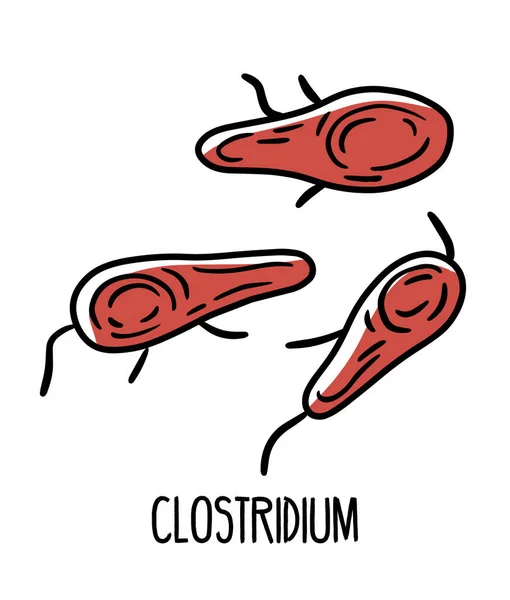 Bakteri patogen Clostridium gram-positif di dalam usus manusia mikroflora - Stok Vektor