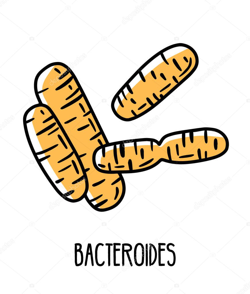 Bacteroides anaerobic bacteria in the human intestinal microflora