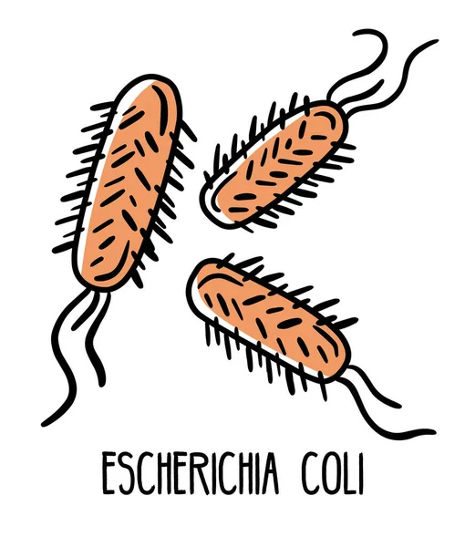 Escherichia coli gram negatif anaerobik bakteri insan bağırsak mikroflorasında
